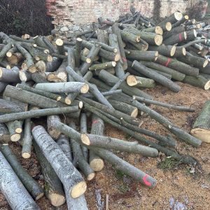 PRODEJ KONTEJNERU LISTNATÝCH METROVEK 10,1 PRM – MIX (LÍPA, BŘÍZA, JASAN A DALŠÍ) – PALIVOVÉ DŘEVO