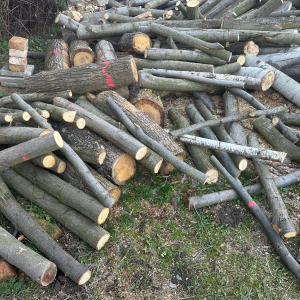 PRODEJ KONTEJNERU LISTNATÝCH METROVEK 10,1 PRM – MIX (LÍPA, BŘÍZA, JASAN A DALŠÍ) – PALIVOVÉ DŘEVO