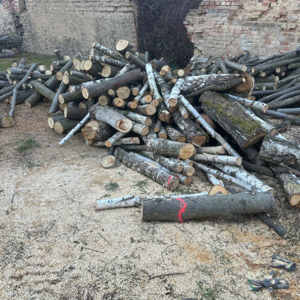 PRODEJ KONTEJNERU LISTNATÝCH METROVEK 10,1 PRM – MIX (LÍPA, BŘÍZA, JASAN A DALŠÍ) – PALIVOVÉ DŘEVO